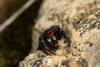 Pellenes seriatus